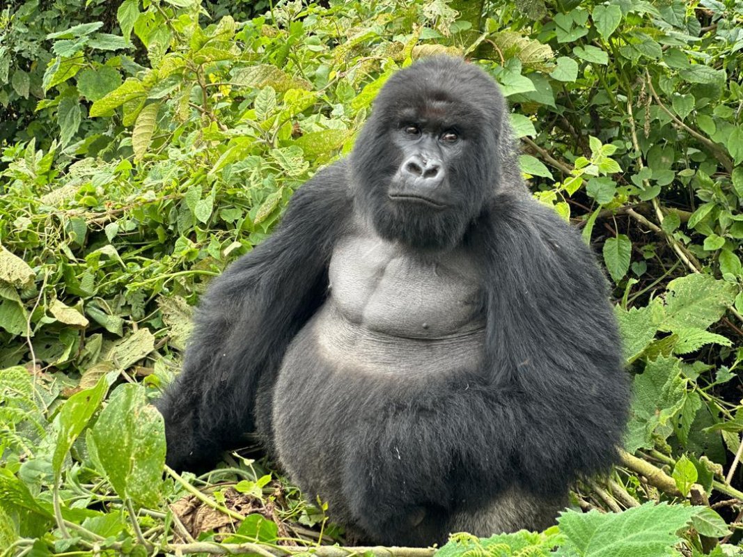 Morning Mountain Gorilla Trek – Volcanoes National Park