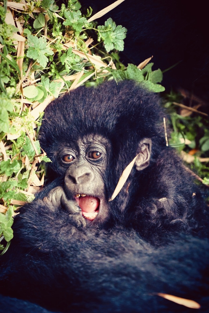  Gorillas + Virunga Homestay Mamas + Twin Lakes