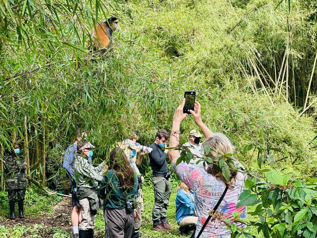 GOLDEN MONKEY FOREST JOURNEY