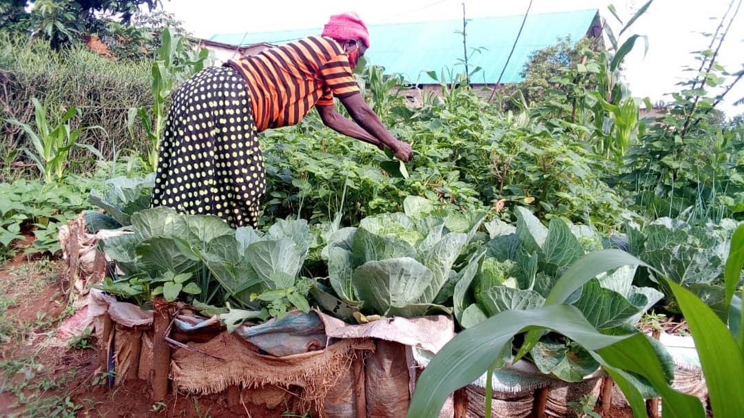 Virunga Homestay Garden Experience