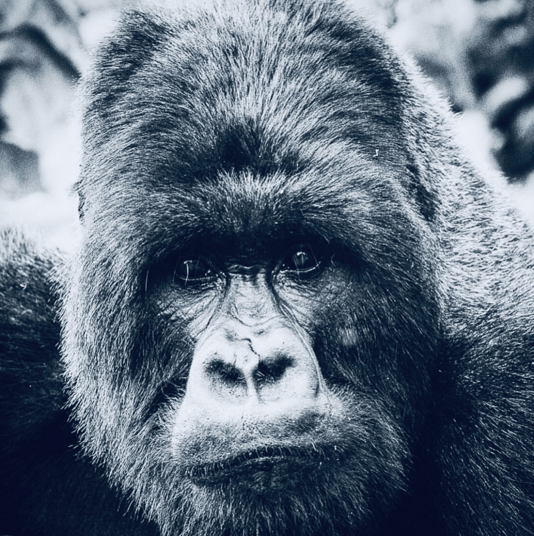 Virunga Primates Journey
